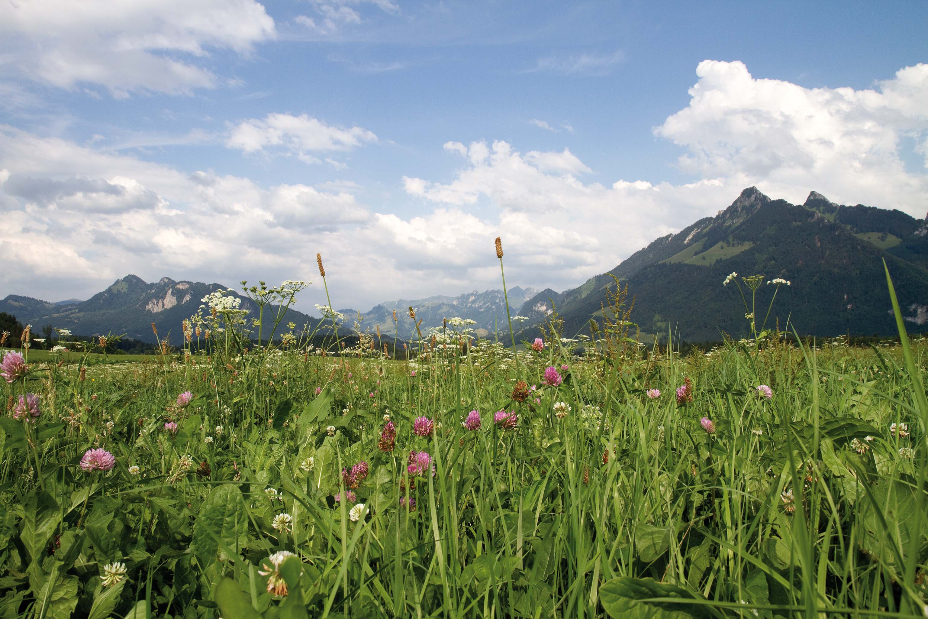 gruyere-suisse-paysage