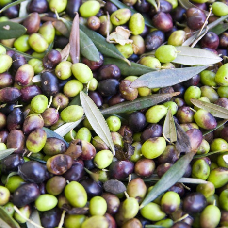 olives-recolte-hetf