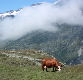 abondance-vache