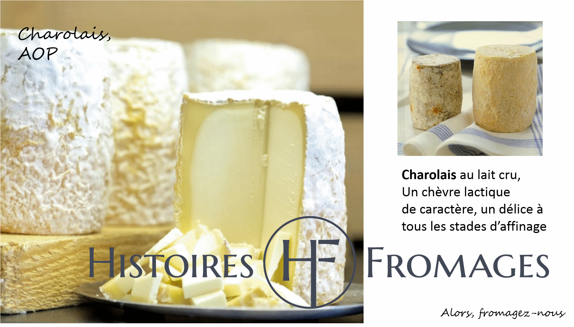 charolais-hetf